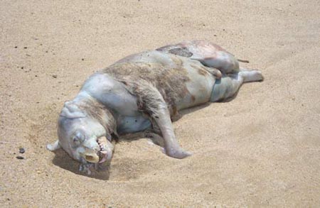 The Truth Behind the Montauk Monster